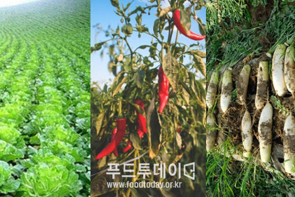 국내 밭에서 재배되는 김치 재료