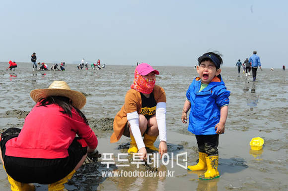 갯벌에 숨어있는 조개 찾기