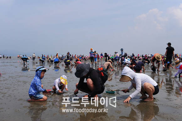 축제 관광객들이 조개를 캐고 있다